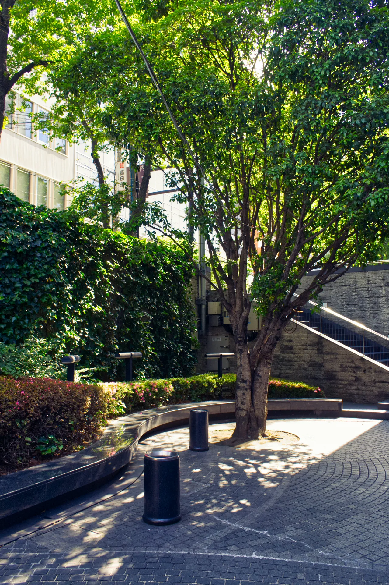 Mature tree canopy