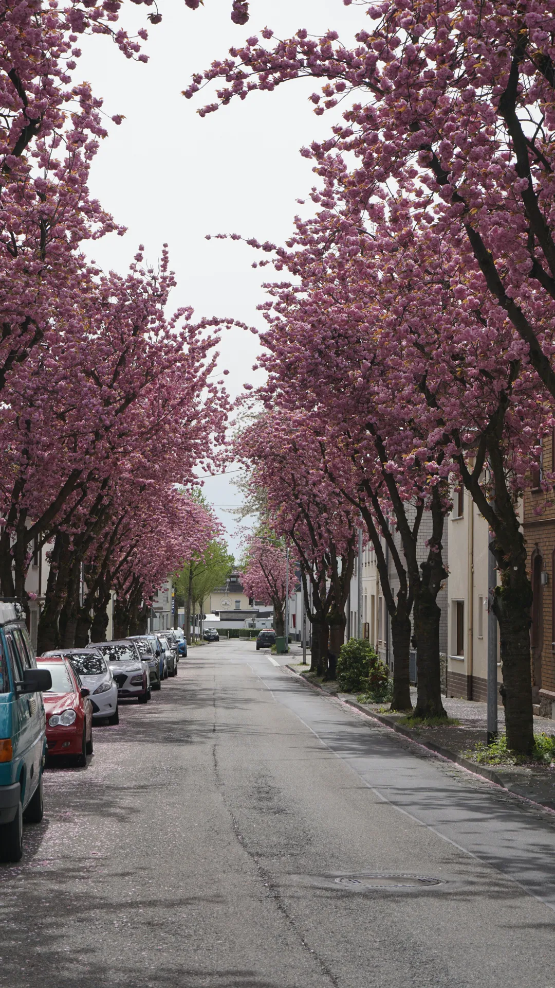 The happy street