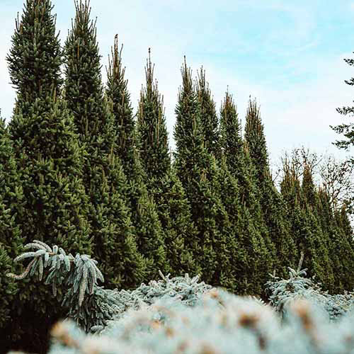 Acreage Hedges